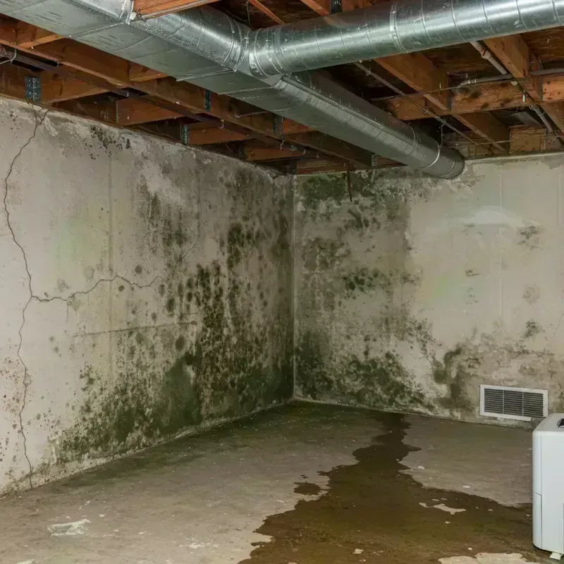 Professional Mold Removal in Granby, CO